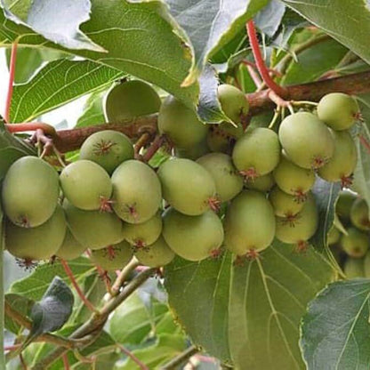 Hardy Kiwi Seeds - Heirloom Fruit Plant for Home Gardens