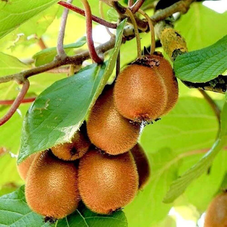 Hardy Kiwi Seeds - Heirloom Fruit Plant for Home Gardens