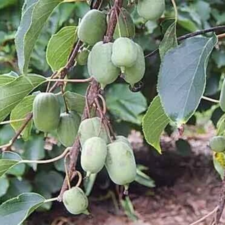 Hardy Kiwi Seeds - Heirloom Fruit Plant for Home Gardens
