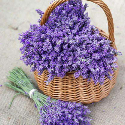 Hardy Lavender Seeds - Herbal Plant