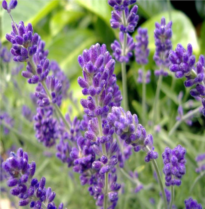Hardy Lavender Seeds - Herbal Plant