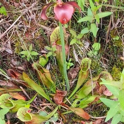 Hardy Northern Pitcher Plant Seeds 