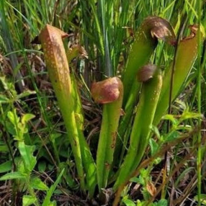 Hardy Northern Pitcher Plant Seeds 