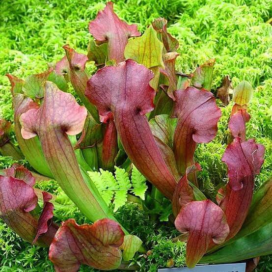 Hardy Northern Pitcher Plant Seeds 