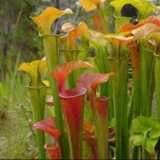 Hardy Northern Pitcher Plant Seeds 