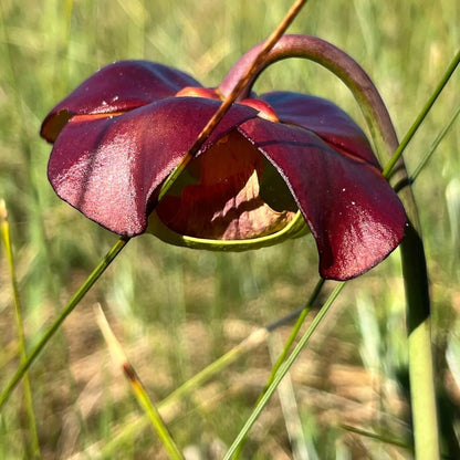 Hardy Northern Purple Pitcher Plant Seeds 