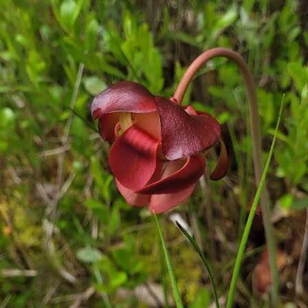 Hardy Northern Purple Pitcher Plant Seeds 