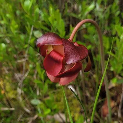 Hardy Northern Purple Pitcher Plant Seeds 