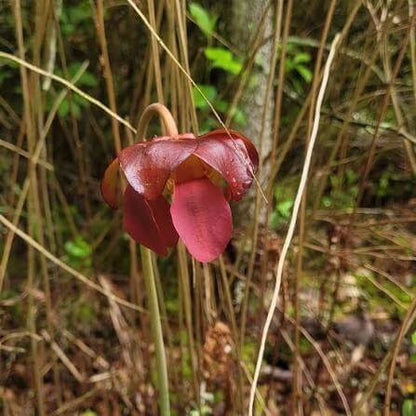 Hardy Northern Purple Pitcher Plant Seeds 