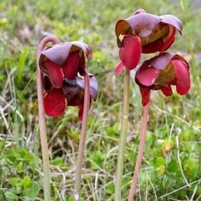 Hardy Northern Purple Pitcher Plant Seeds 