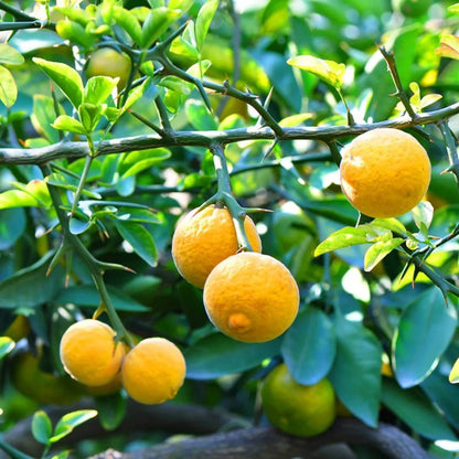 Hardy Orange Seeds
