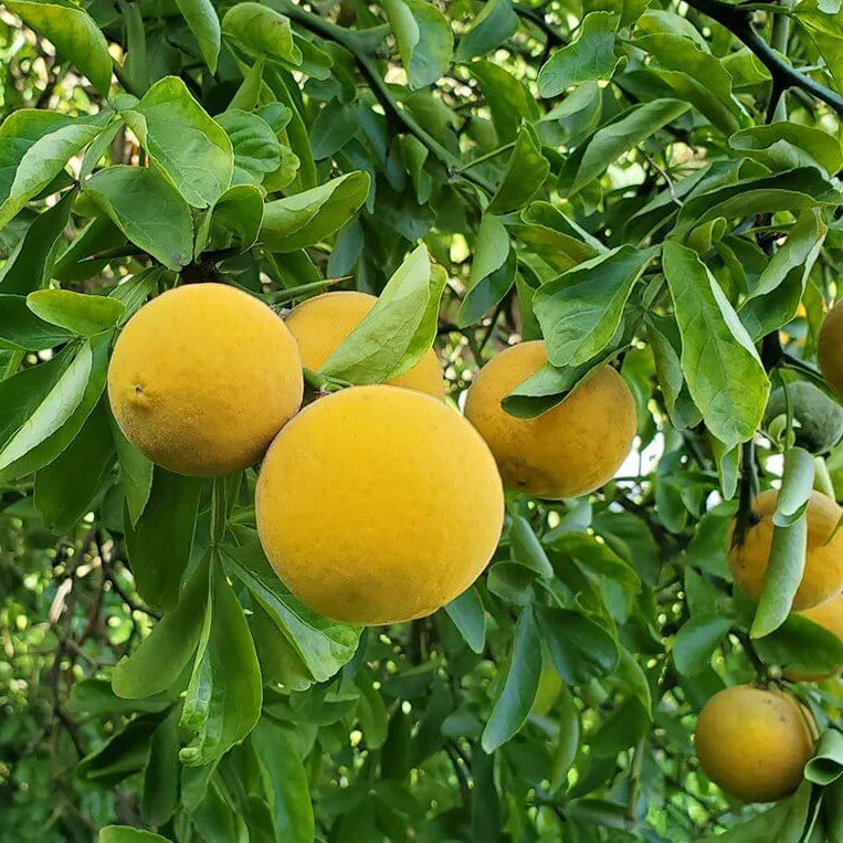 Hardy Orange Seeds