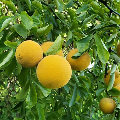 Hardy Orange Seeds