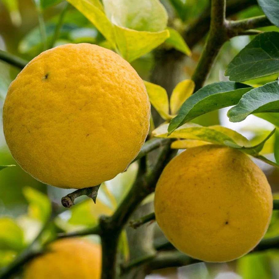 Hardy Orange Seeds