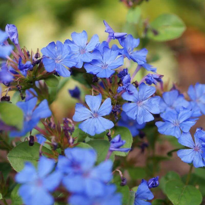 Hardy Plumbago Seeds