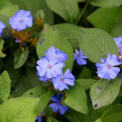 Hardy Plumbago Seeds