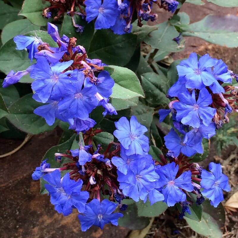 Hardy Plumbago Seeds