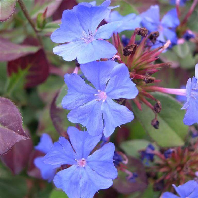 Hardy Plumbago Seeds