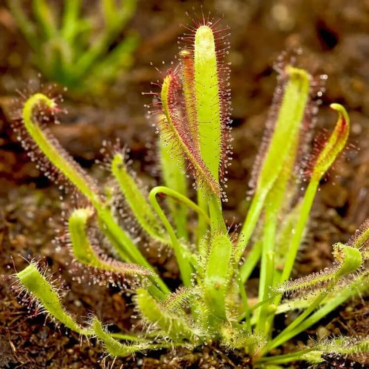 Hardy Sundew Seeds 
