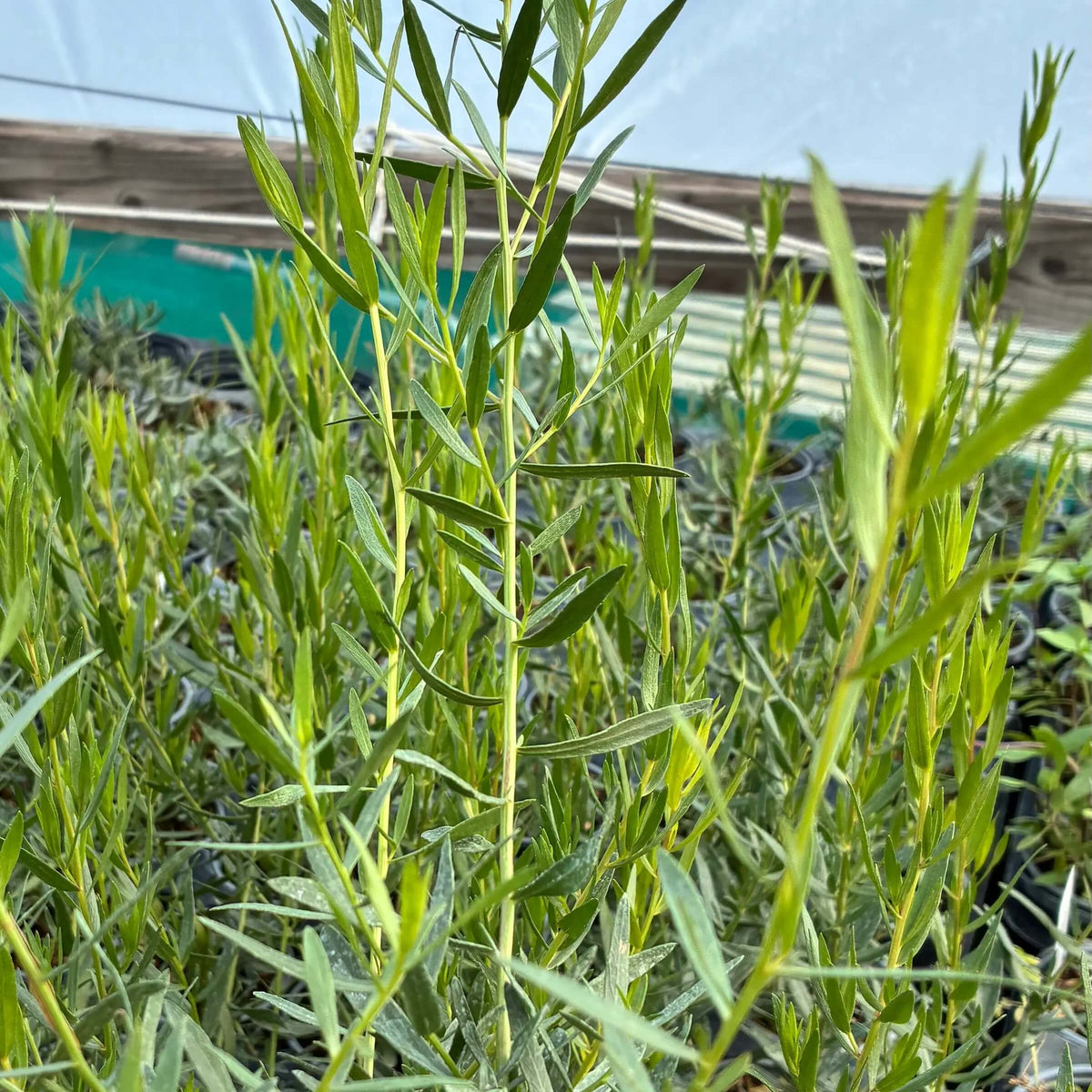 Hardy Tarragon Seeds - Herbal Plant for Home Gardens