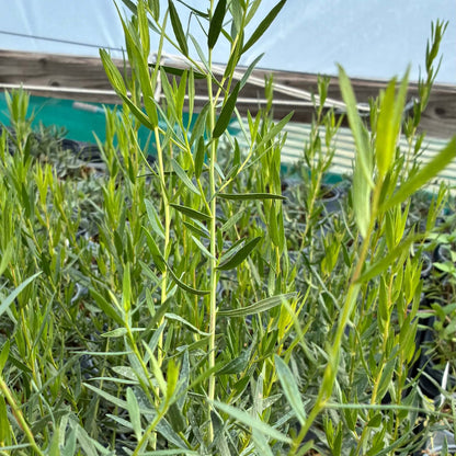 Hardy Tarragon Seeds - Herbal Plant for Home Gardens