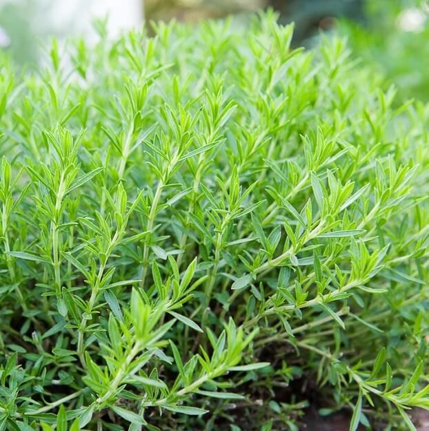 Hardy Tarragon Seeds - Herbal Plant for Home Gardens