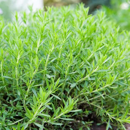 Hardy Tarragon Seeds - Herbal Plant for Home Gardens