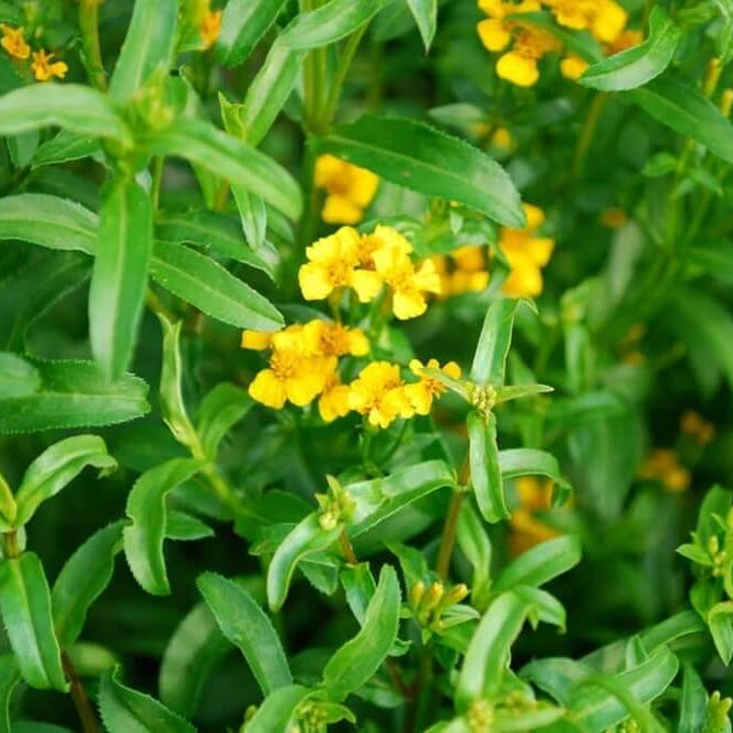 Hardy Tarragon Seeds - Herbal Plant for Home Gardens