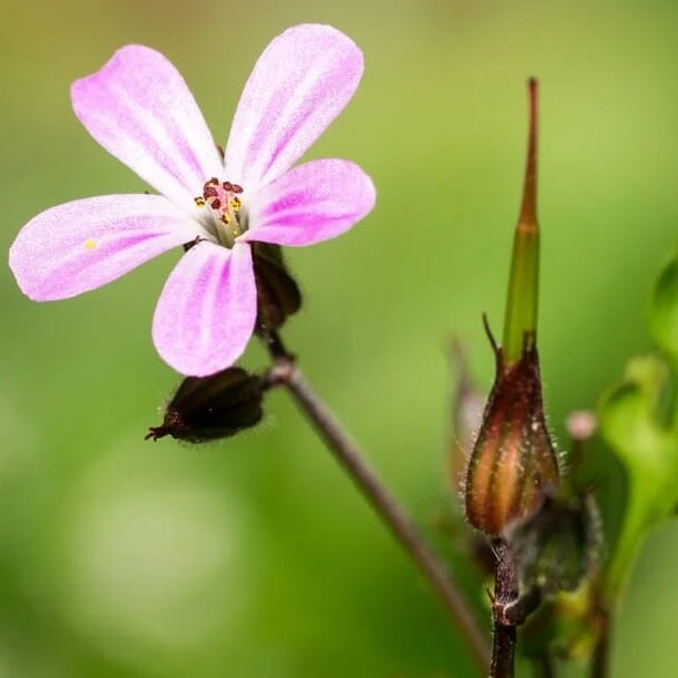 Hardy Wild Geranium Herb Robert Seeds 