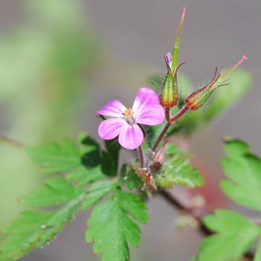 Hardy Wild Geranium Herb Robert Seeds 
