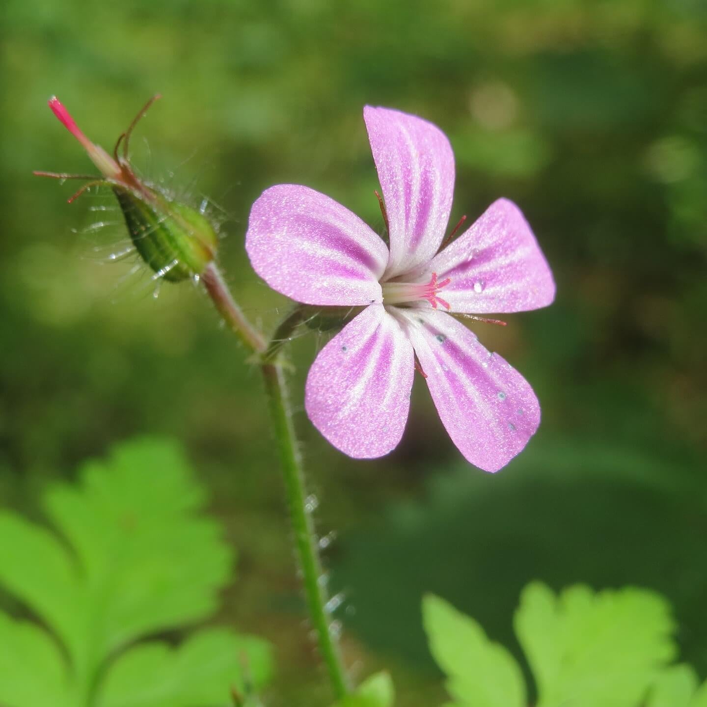 Hardy Wild Geranium Herb Robert Seeds 