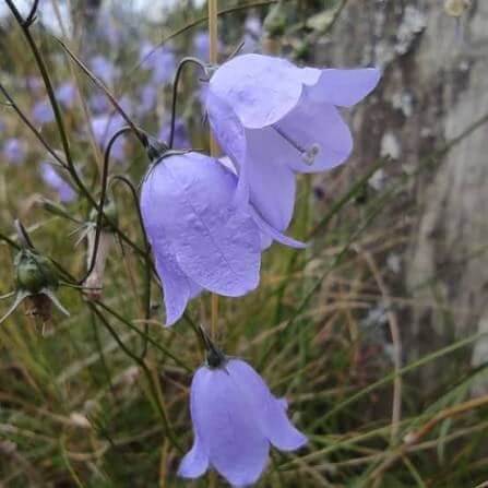 Harebell Seeds 