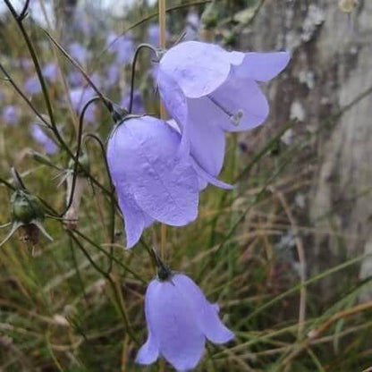 Harebell Seeds 