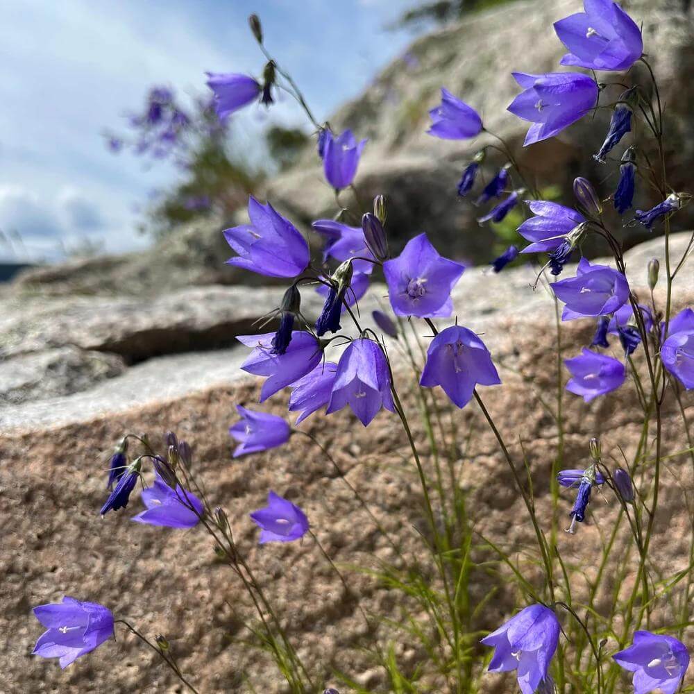 Harebell Seeds 