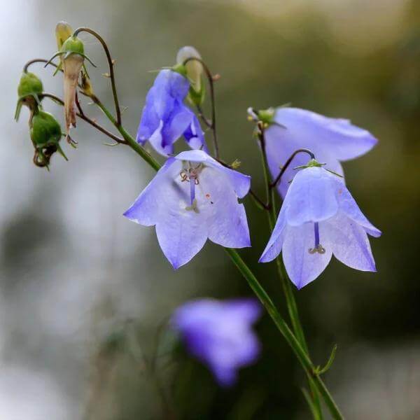 Harebell Seeds 