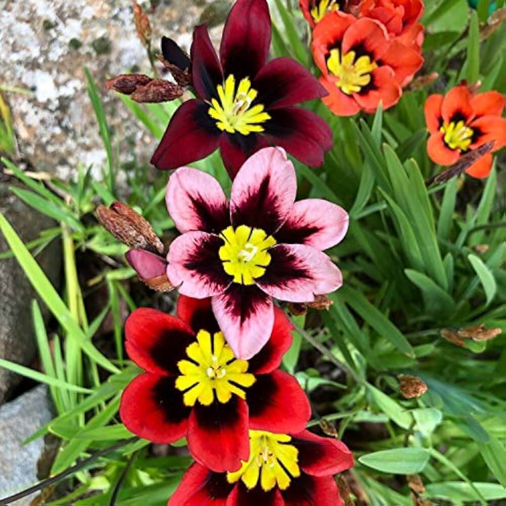 Harlequin Seeds - Flower Plant for Home Gardens