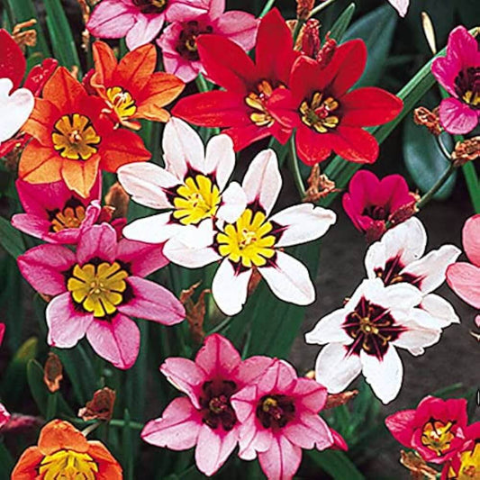 Harlequin Seeds - Flower Plant for Home Gardens