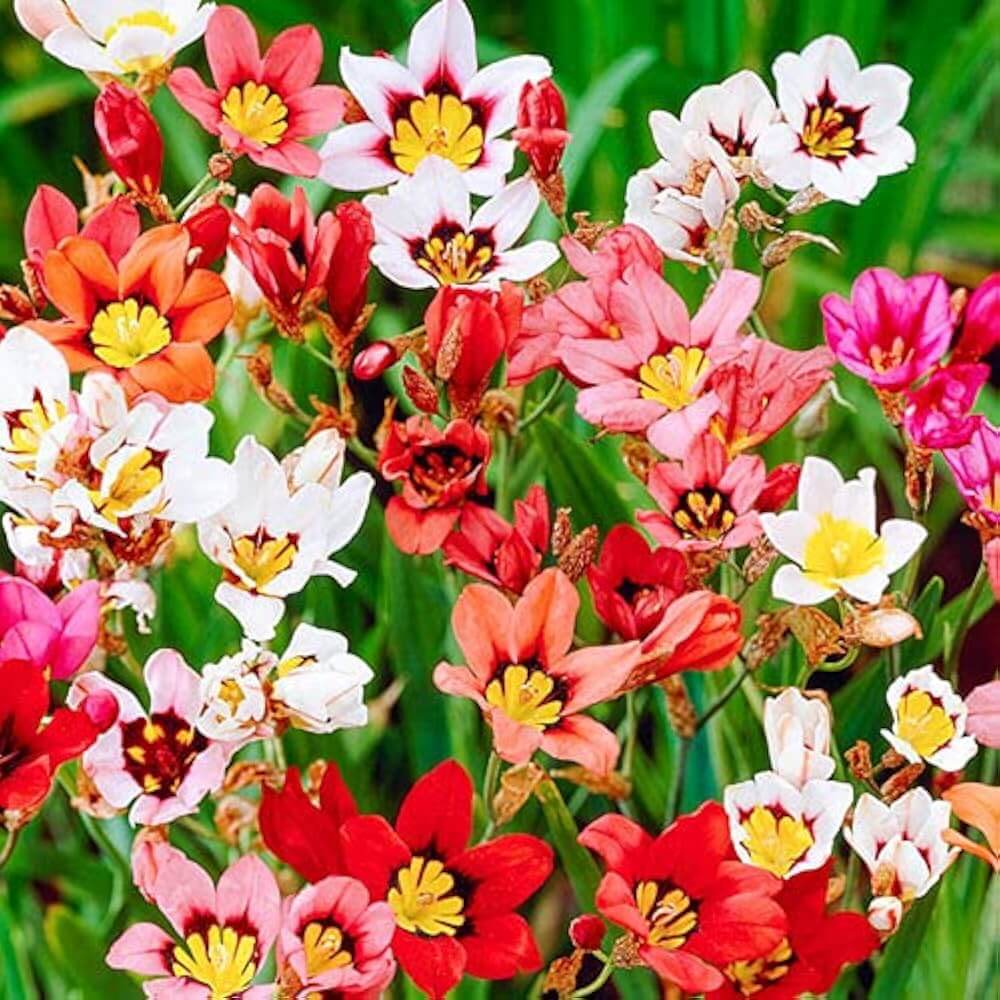 Harlequin Seeds - Flower Plant for Home Gardens