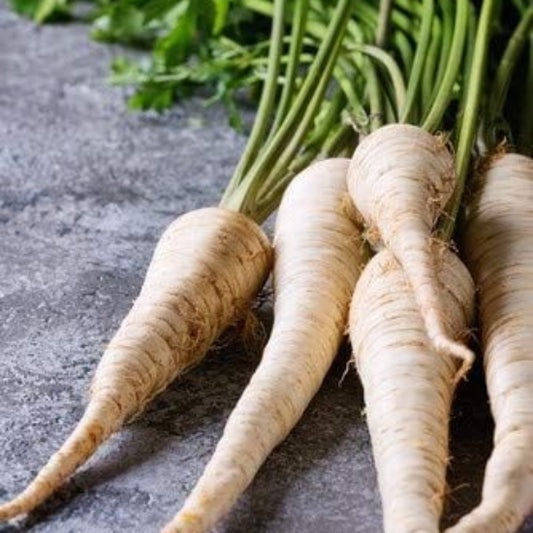 Harris Model Parsnip Seeds