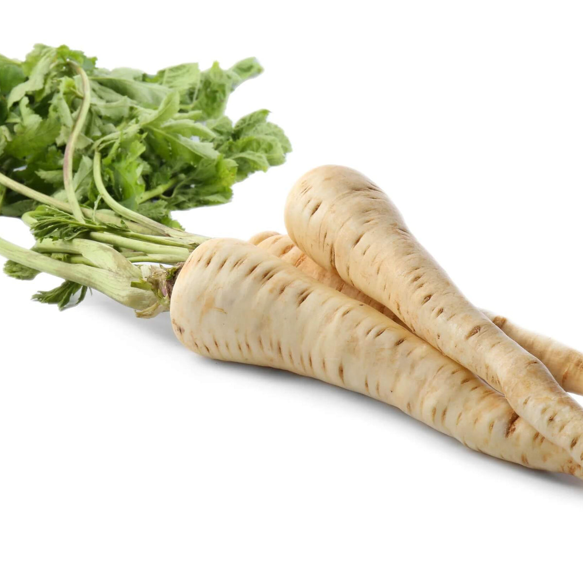Harris Model Parsnip Seeds