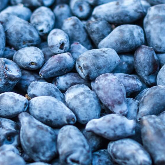Haskap Berry Seeds 
