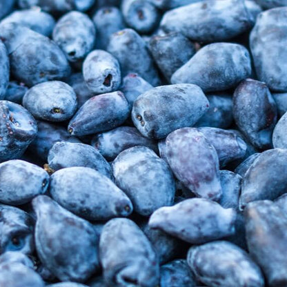 Haskap Berry Seeds 