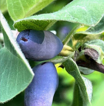 Haskap Berry Seeds 