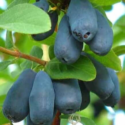 Haskap Berry Seeds 