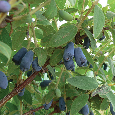 Haskap Berry Seeds 