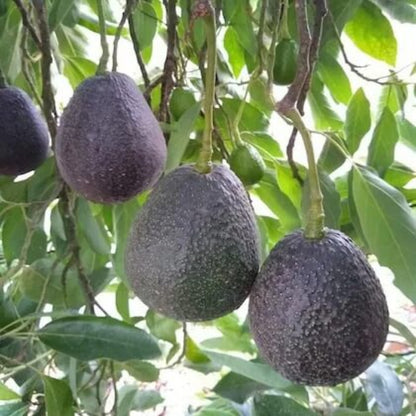 Hass Avocado Seeds - Fruit Plant