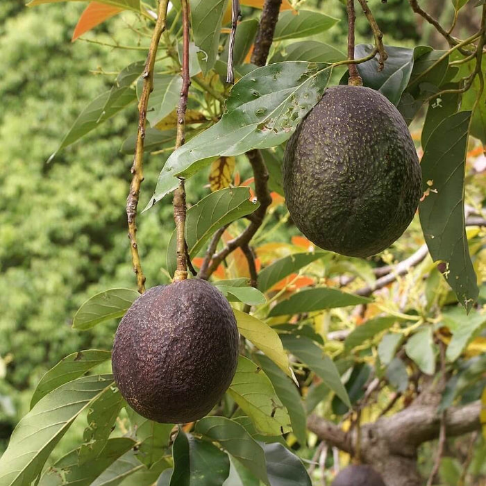 Hass Avocado Seeds - Fruit Plant