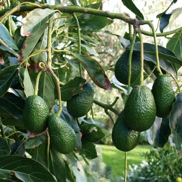 Hass Avocado Seeds - Fruit Plant