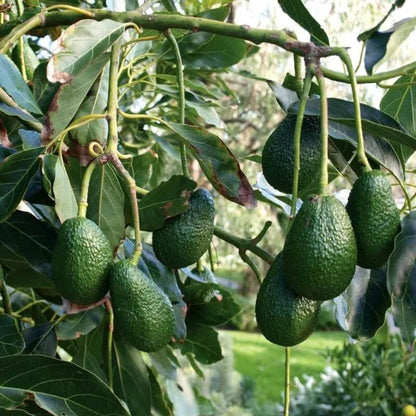 Hass Avocado Seeds - Fruit Plant