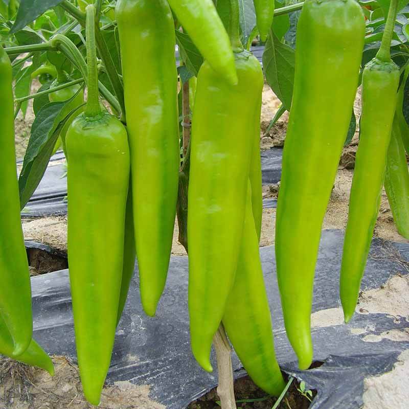 Hatch Chili Pepper Seeds  - Vegetable Plant 